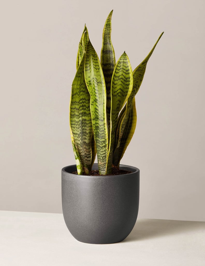 Snake Plant Laurentii