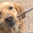 This Golden Retriever Trying to Get Inside With a Giant Stick in His Mouth Is Peak Doggo