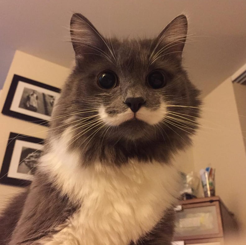 Hamilton Hipster Cat, 13K Followers