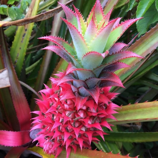 What Is a Pink Pineapple?