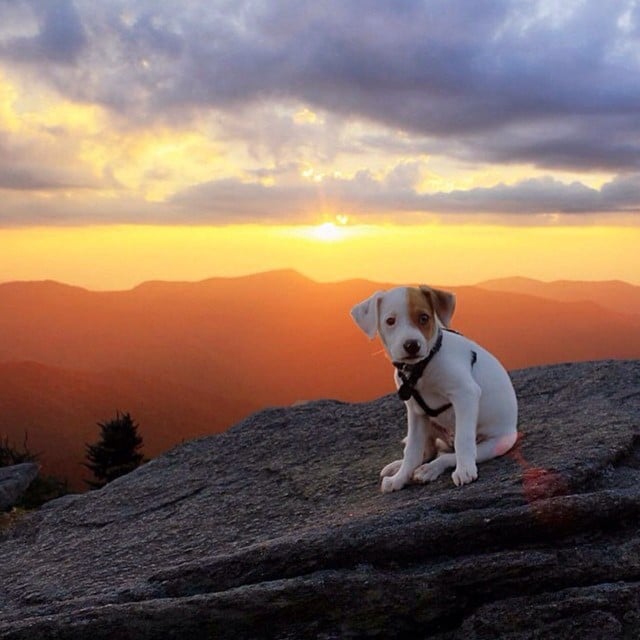 Photos of Dogs Camping