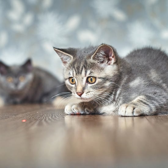 为什么猫爱激光指针吗?