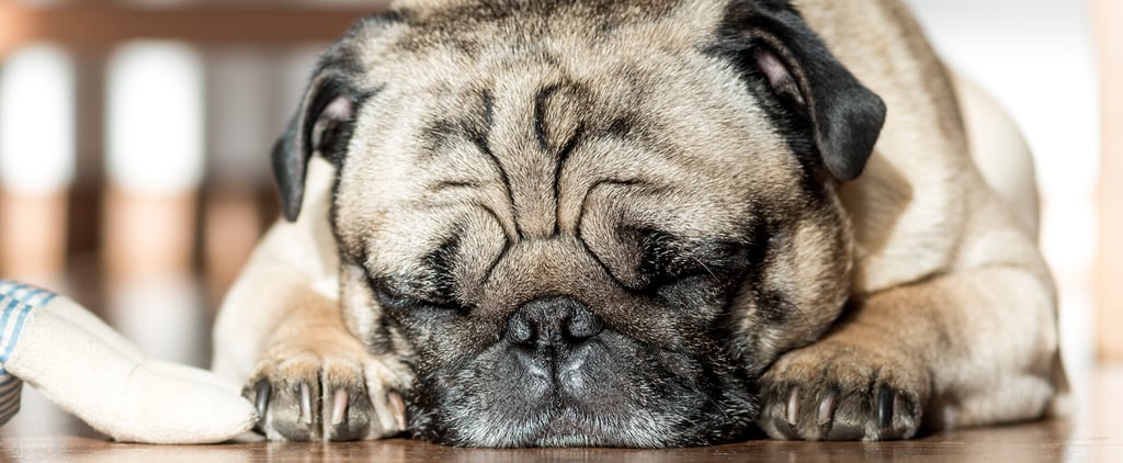Weird Dog Behaviors