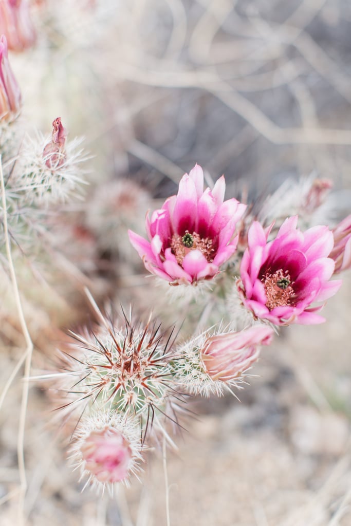 Mojave Desert Engagement Photos