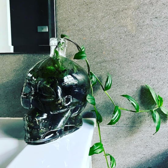Skull Succulent Terrariums