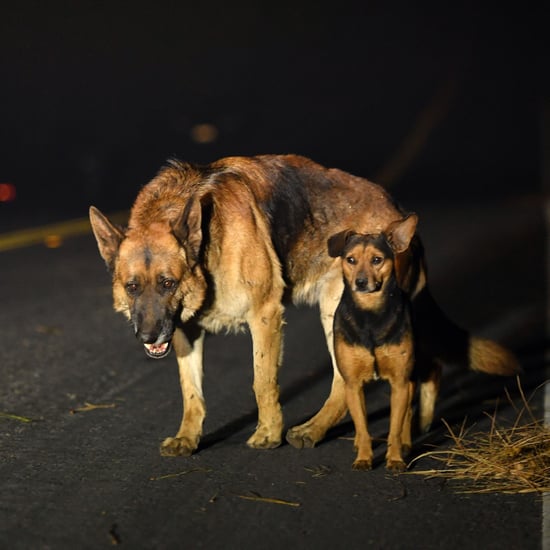 Animals Being Rescued From California Wildfires Nov. 2018