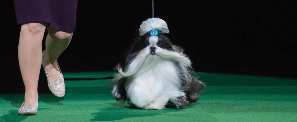 Funny Dog Names at Westminster 2016