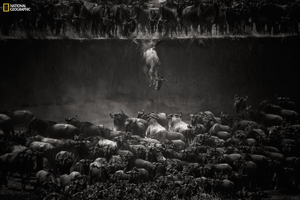 Nature Winner: The Great Migration