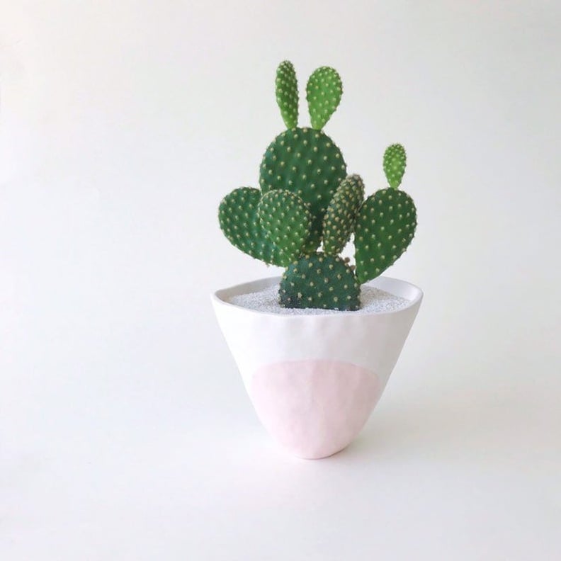Olivia Cactus Plant and Handmade Ceramic Planter