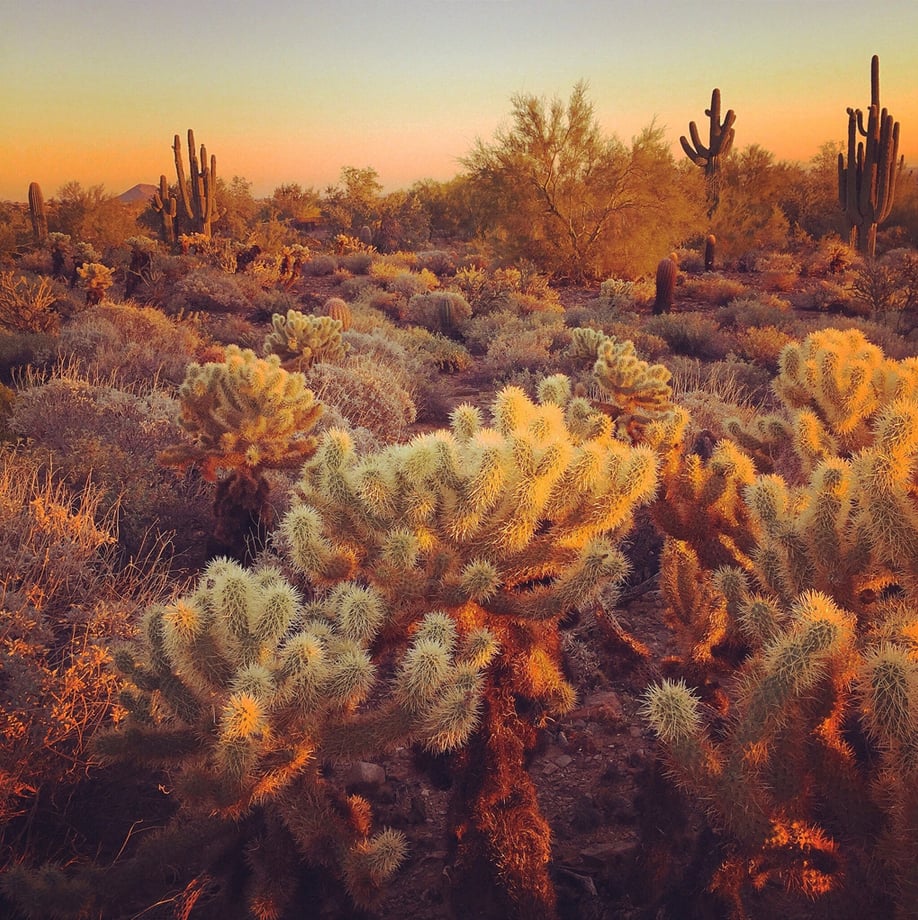 "This desert shot takes full advantage of the warm reds and oranges of sunset, capturing a beautiful range of tones with a limited color palette."