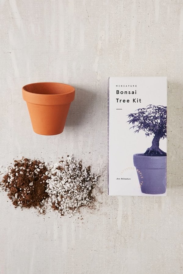 Urban Outfitters Miniature Indoor Bonsai Tree