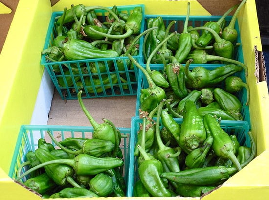 Padron Peppers