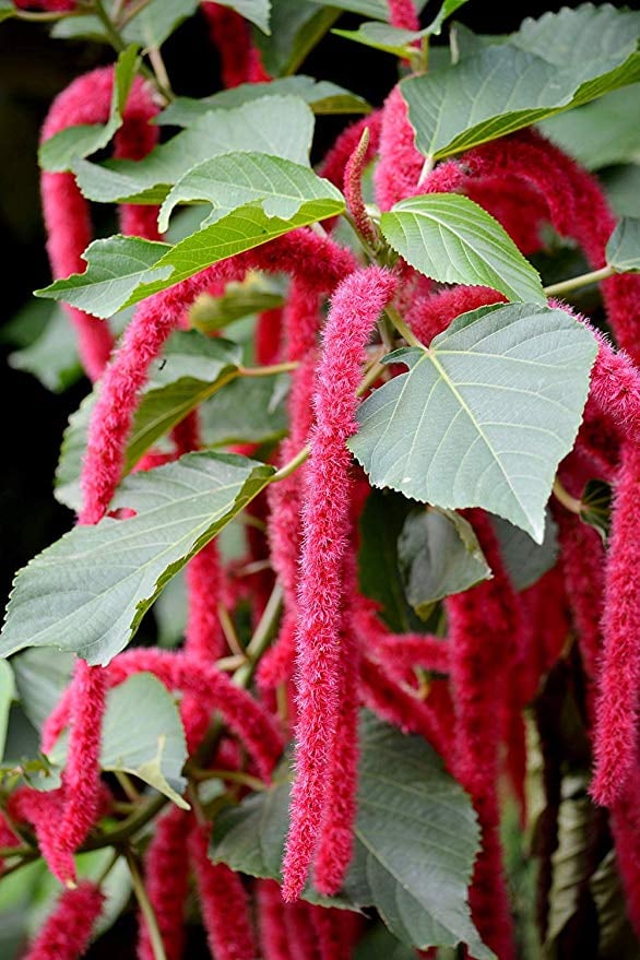 Chenille Plant | Best Indoor Flower Plants For Beginners ...
