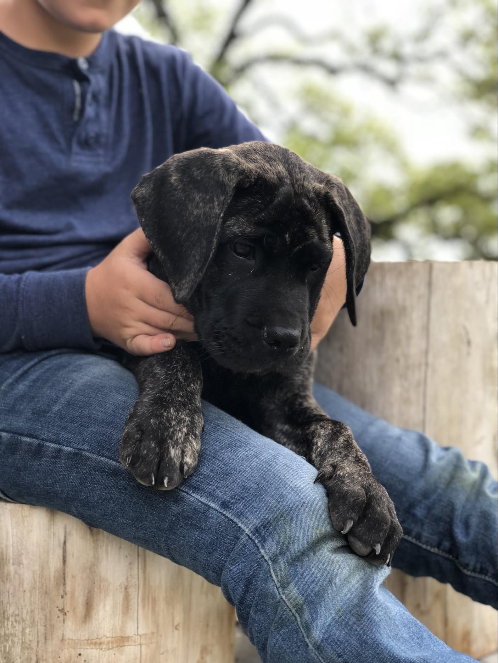 How Many Dogs Do Chip and Joanna Gaines Have? POPSUGAR Pets