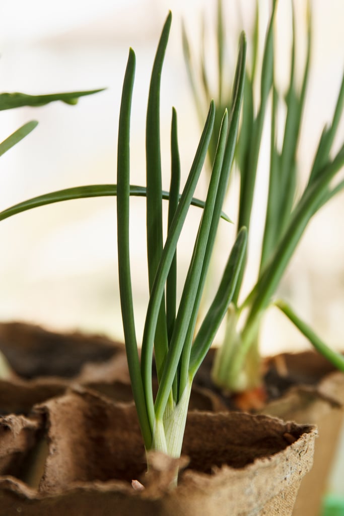 Regrow green onions by leaving the stems in a glass of water on your countertop.