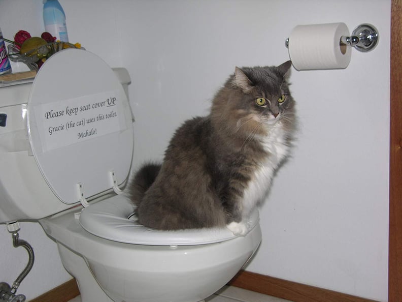 Photos of Cats After Training With the CitiKitty Cat Toilet Training Kit