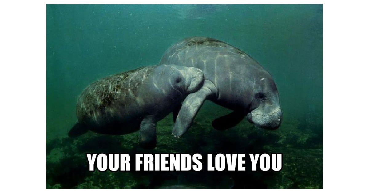 When You Cant Get That One Person To Like You Calming Manatee Memes 6332