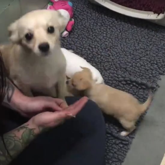 Dog Reunited With Puppies | Video