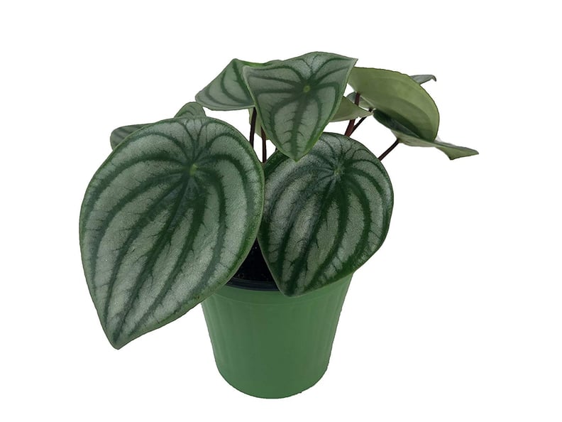 Watermelon Peperomia