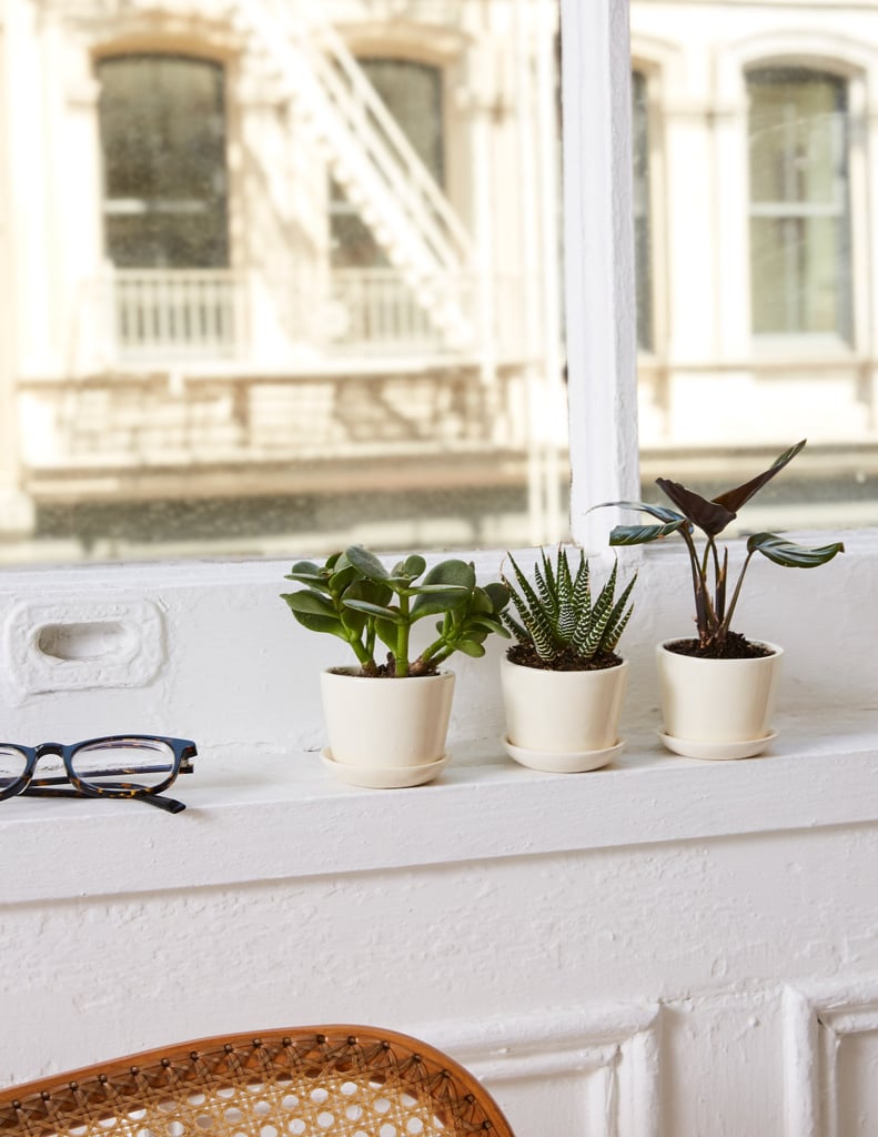 Haworthia Zebra Plant