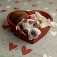 A Photographer Staged a Newborn Shoot For an English Bulldog Puppy, and the Results Will Give You Heart Eyes