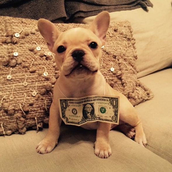 "Beau is lending a paw to help with the #ADollarADog Thanksgiving campaign! Visit ruv.me/adollaradog to donate! Please please please do what you can! 💸 I nominate @haylieduff @lucytwobows @loveafineline @switchboutique @stephensollitto"