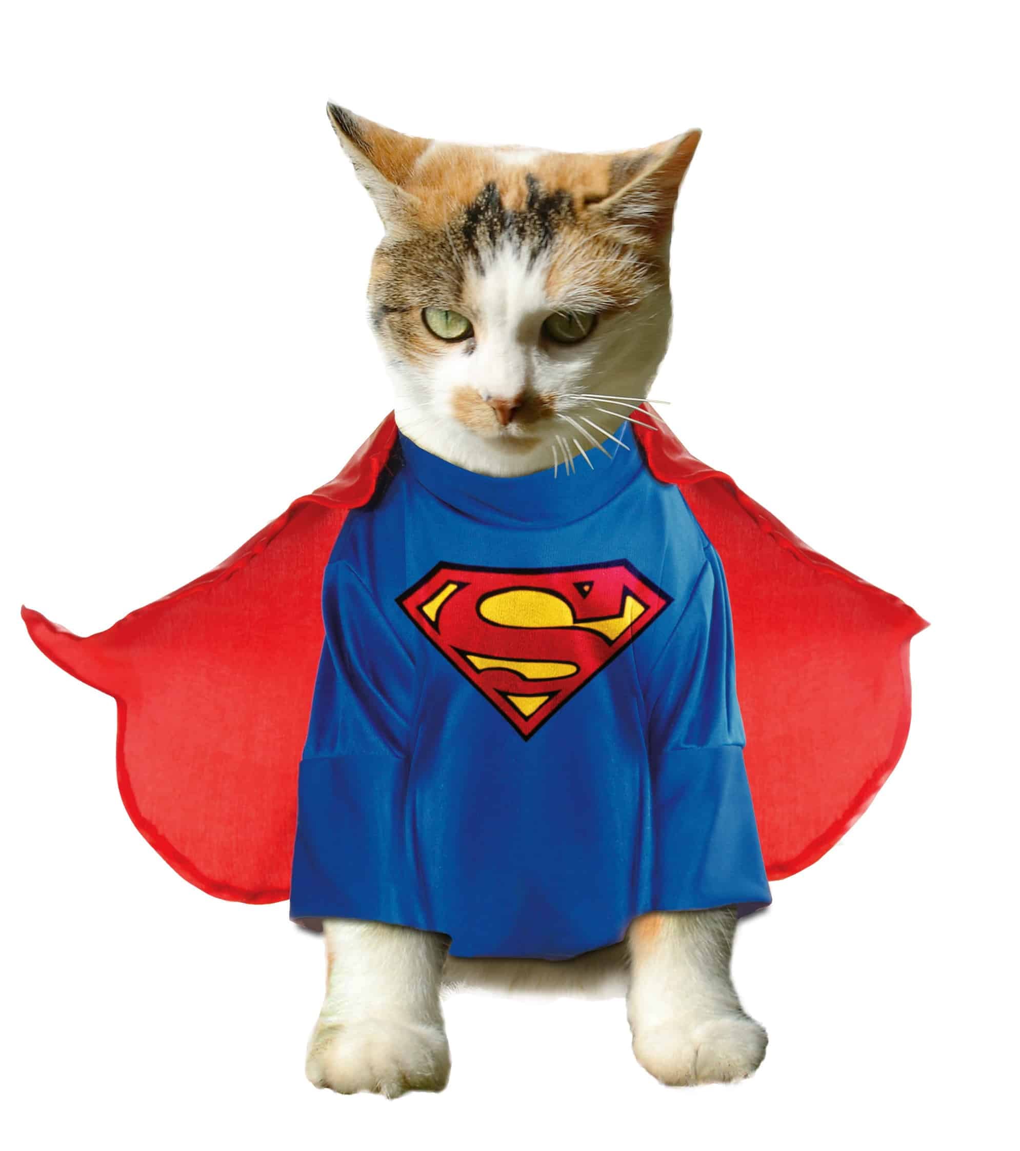 Superman Cat Costume Stop What You Re Doing Because These