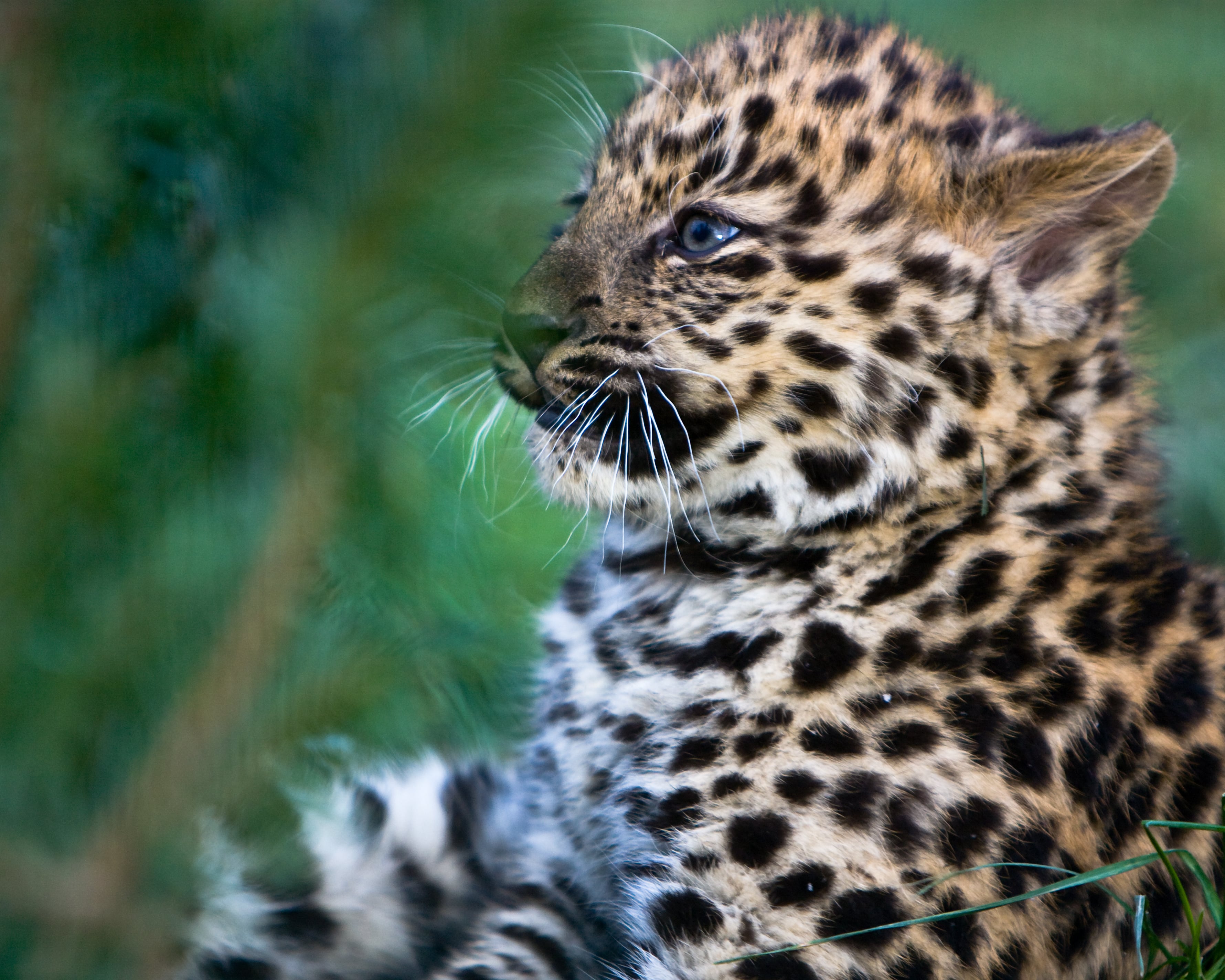 leopard vs cheetah vs jaguar vs panther