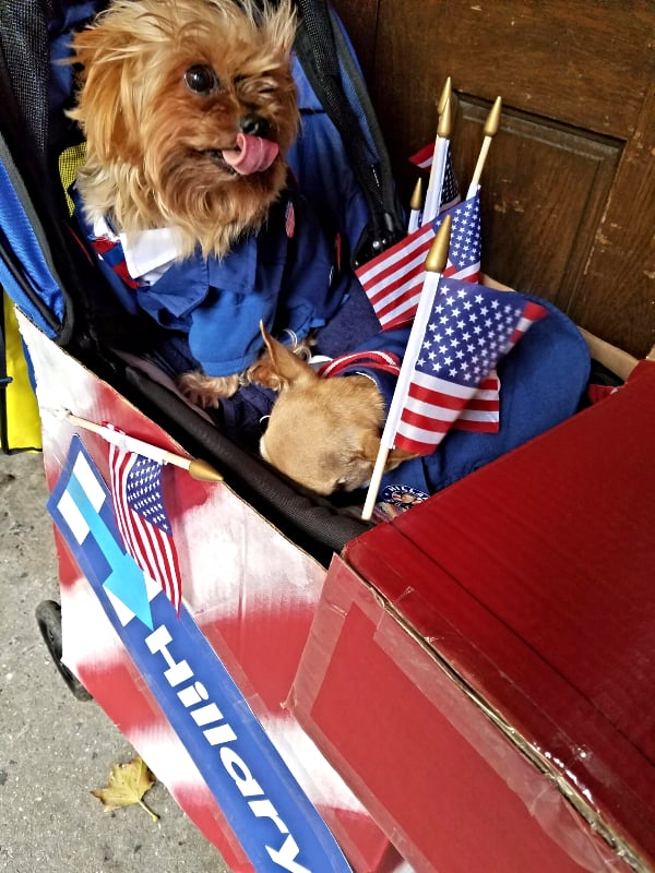 Basket of Adorables