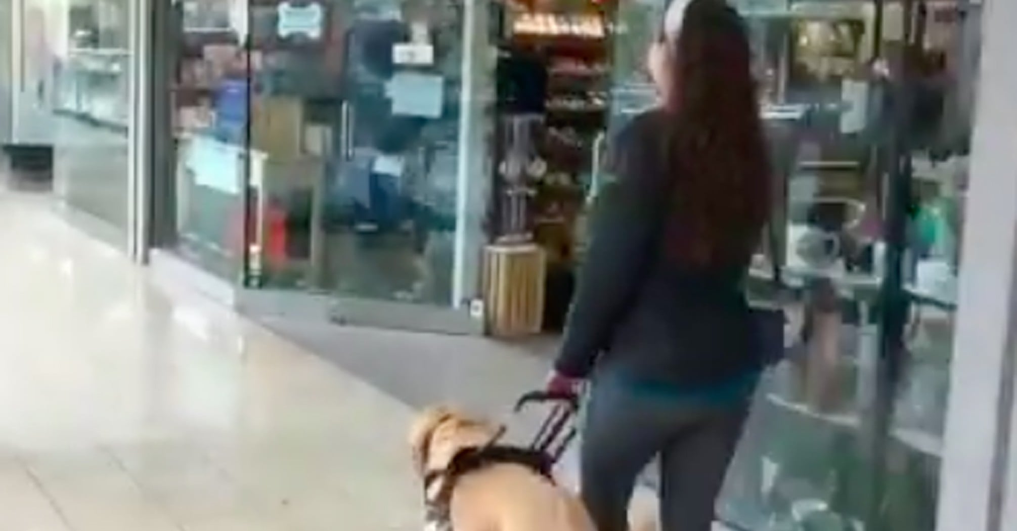 Guide Dog Walks Owner Into Cool Dog Gear Store POPSUGAR Family