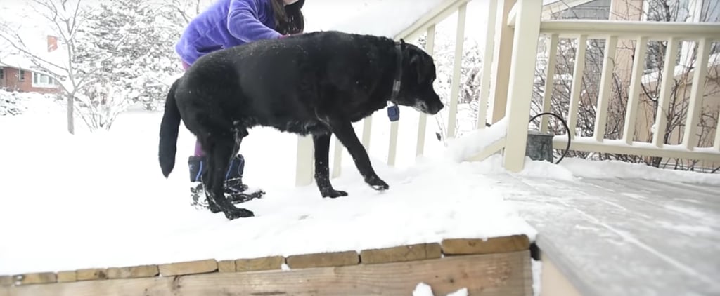 Mailman Makes Ramp For Old Dog | Video