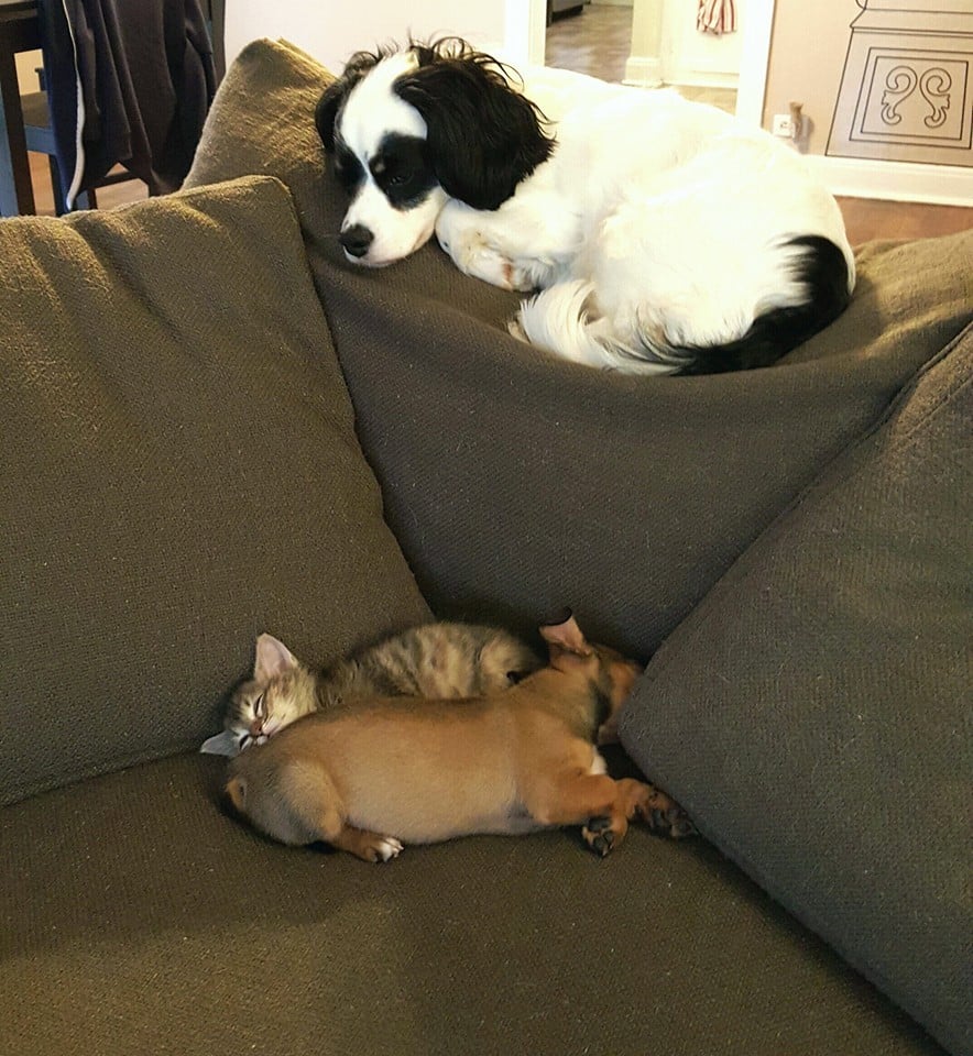 "Pippa shows Chip and Adele the best napping spots."