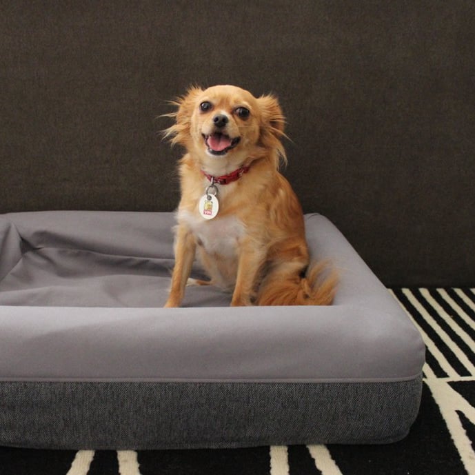 casper pet mattress