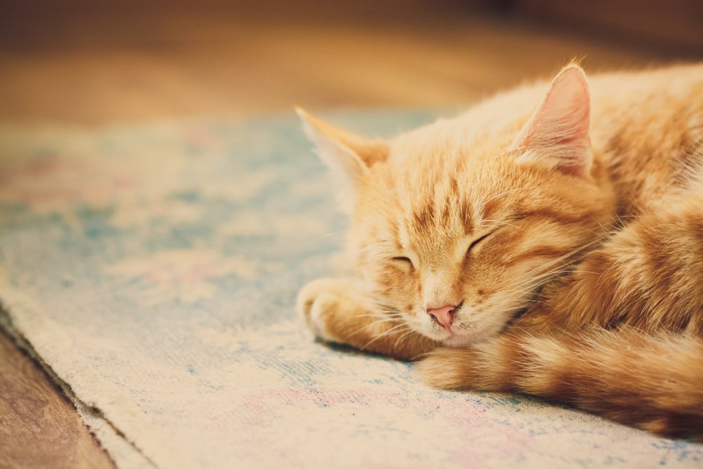 Sleeping Is Totally Acceptable