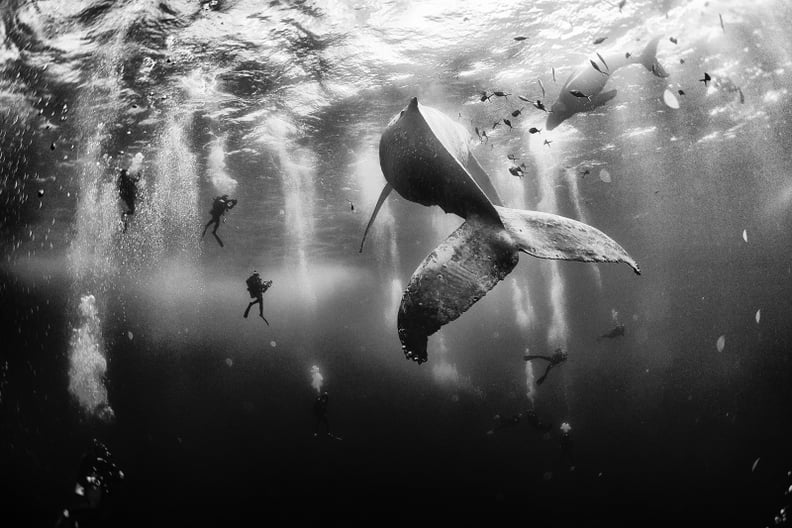 Grand Prize — Whale Whisperers