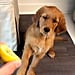 Funny Videos of Golden Retrievers