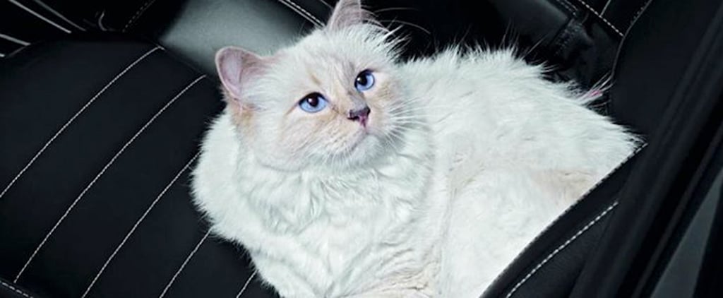 Cutest Pictures of Karl Lagerfeld's Cat Choupette