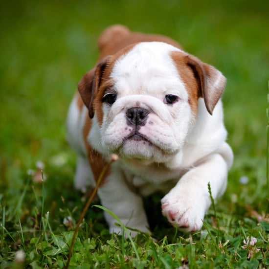facts about bulldogs