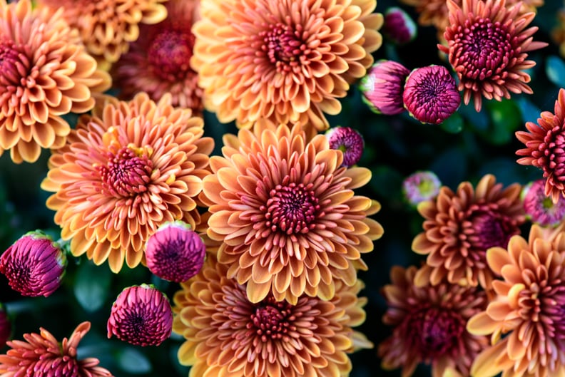 Chrysanthemum