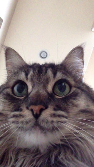 Cat Selfie