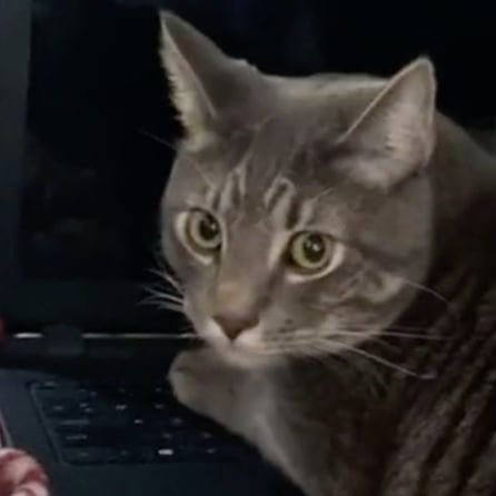 Work from home hack to make your cat think it can distract you, is a  must-watch