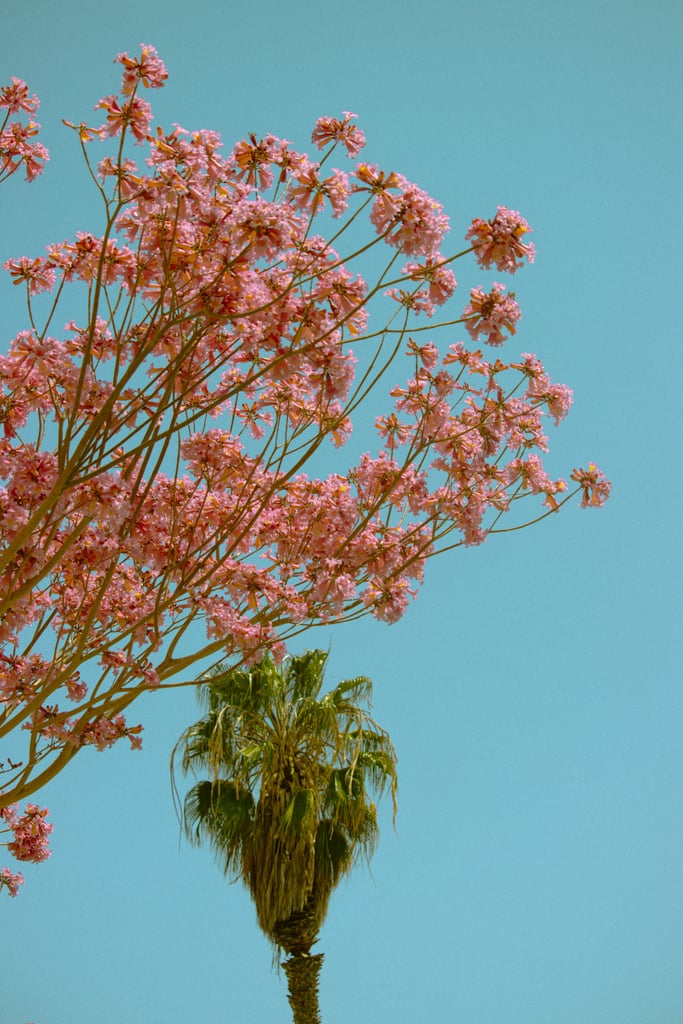 Flowers and Palm Tree iPhone Wallpaper