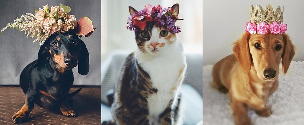 Stylish Instagram Pets