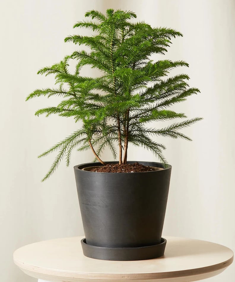 A Tree For the Holidays: Bloomscape Potted Tabletop Norfolk Pine Indoor Plant