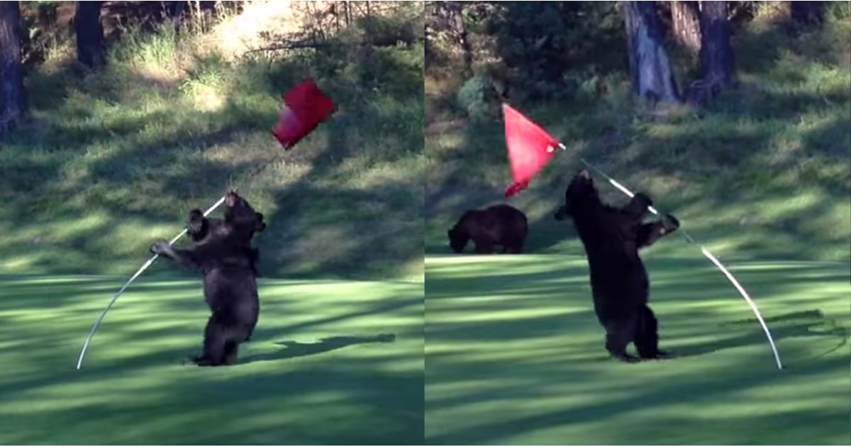 Bear Cub Playing on Golf Course Video POPSUGAR Celebrity