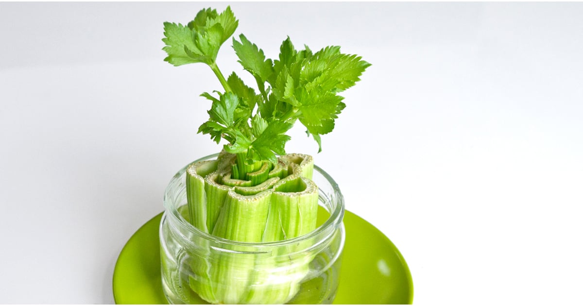 How to Regrow Celery POPSUGAR Smart Living