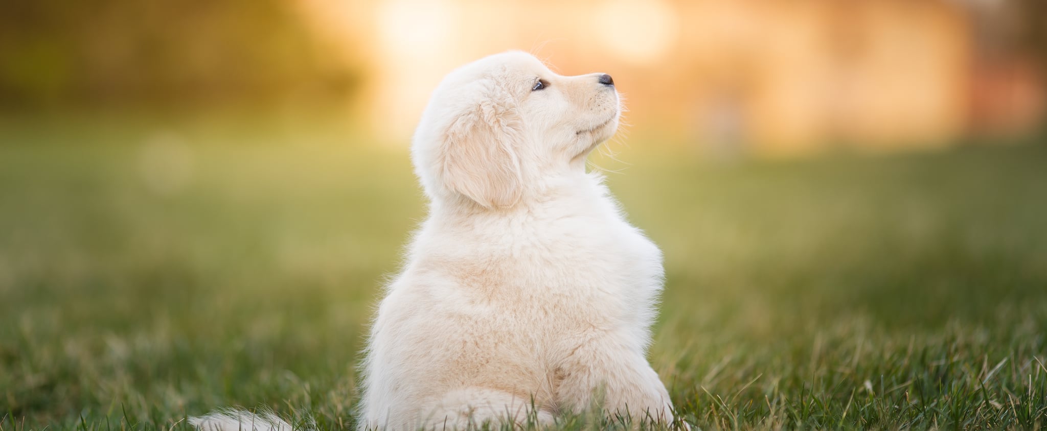 Unique Dog Names To Help Your Dog Stand Out Popsugar Pets