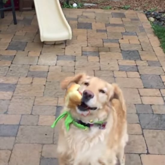 Dog Is Bad at Catching Food | Video