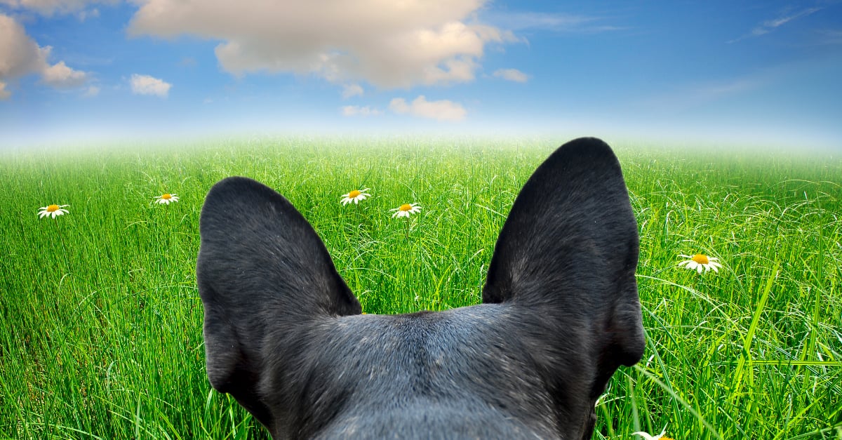 Dog Hopping Through Field POPSUGAR Pets