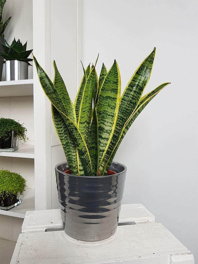 Snake Plant